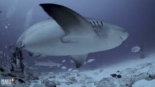 Bull sharks Carcharhinus leucas [upl. by Satterfield413]