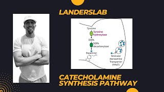 Catecholamine Synthesis [upl. by Annairda793]