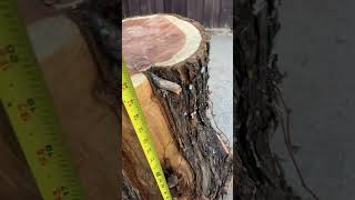 Beautiful cedar stump cedarwood woodworking [upl. by Ottavia167]