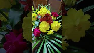 Barir gacher ful e sajano fuldani trending flowers gardening [upl. by Eednas168]