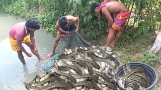 How to harvest tilapia in fishpond  catfish harvesting  grilled catfish  Primitive insider [upl. by Carolynne]