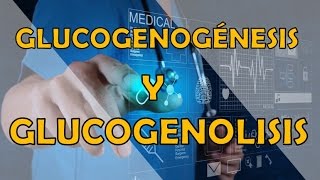 GLUCOGENOGÉNESIS Y GLUCOGENOLISIS [upl. by Mcquillin]