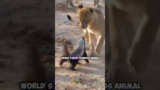 Honey Badgers Fearlessly Facing Off Against Lions in the Wild Rare Footage [upl. by Licna799]