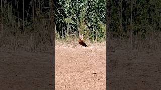 Курганник охлаждается  Buteo rufinus wildlife birdwatching animalbehavior [upl. by Erastes766]