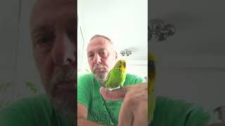 My budgie  baji spends time with me like old dudes do [upl. by Zurn]