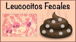 Leucocitos Fecales [upl. by Tioneb]