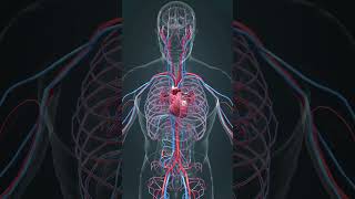 Heart And Blood Vessels 3D Animtion 3d anatomy 3danatomy [upl. by Asiilanna302]