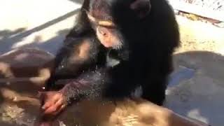 This chimpanzee is having fun in his new pool [upl. by Enelyaj436]