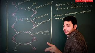 How to calculate phosphodiester phosphoester and glycosidic bond DNA structure explained by MBT [upl. by Leone]