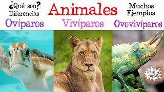 🐝Animales Ovíparos Vivíparos y Ovovivíparos🐠 Fácil y Rápido  BIOLOGÍA [upl. by Boyes]