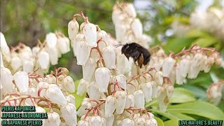 Enjoy Beautiful Garden Plants  Pieris JaponicaInflorescence  Love natures beauty [upl. by Granthem]