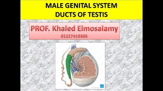 Histology ducts of testis Male genital system  histology of epididymis [upl. by Seiuqram]