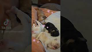 fur angels in arow🐾🐶💖 enjoy mypetmylife cutetiktok loveyourpet pleasesubscribe thankyou [upl. by Pubilis998]