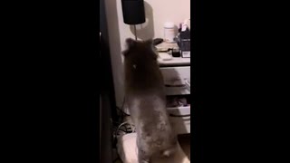 Couple find koala in their bedroom [upl. by Halley326]