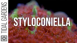 Stylocoeniella Coral Care Tips [upl. by Lamak]