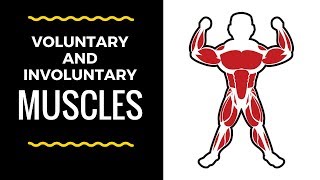 Voluntary and Involuntary muscles [upl. by Eramat]