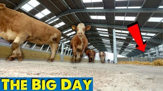 Moving Day Into The New Shed For All Our Cows [upl. by Dust385]