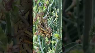 Big Grasshoppers Mating shorts insects animals [upl. by Dwyer]