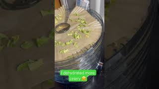 Dehydrating vegetables youtubeshorts [upl. by Ahsiki301]