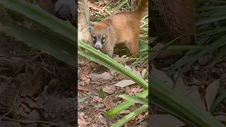 Adorable wild coati Playa del Carmen Mexico tropical Caribbean jungle animal life wildlife nature [upl. by Anizor]