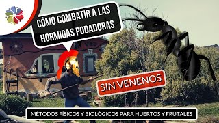 🐜 HORMIGAS PODADORAS cómo combatirlas SIN VENENOS  aplicando PERMACULTURA [upl. by Annek]