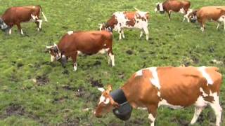 Vaches portant des toupins [upl. by Hawk]