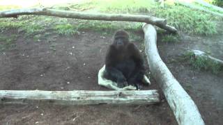 San Diego Zoo gorillas mating 112011 [upl. by Thorstein]