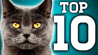 Awesome 10 Cat Facts You Need to Know  Earth Unplugged [upl. by Fagan617]