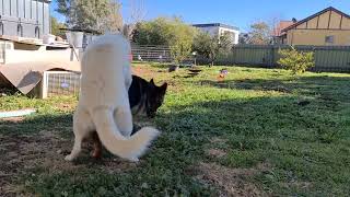 male white husky Mating with female German shepherd produce Valuable Recombinants [upl. by Farris462]