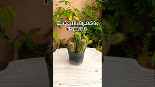 Most easiest plant to propagate youtubeshorts shorts cactus [upl. by Landan]