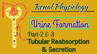 Urine Formation Physiology Part2amp3  Tubular Reabsorption And Secretion [upl. by Ergener]