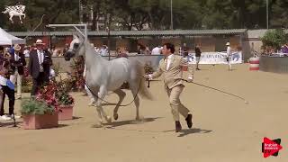 Menton 2019  Junior Fillies Championship Class 12 [upl. by Clere163]