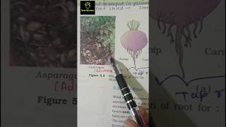 modification of roots morphology ncert imp diagram class 11th ncert biology neet2025 aiims [upl. by Cartwell]