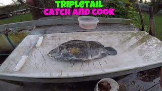 TRIPLETAIL catch and cook [upl. by Pahl877]