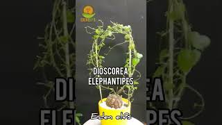 dioscorea elephantipes caudexplants [upl. by Atener]