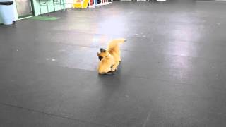 Belgian Malinois vs Belgian Tervuren puppy play [upl. by Lonni]