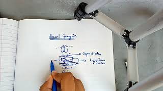 BASAL GANGLIA physiology with most important points ch 57 guyton part 1 [upl. by Ogawa]