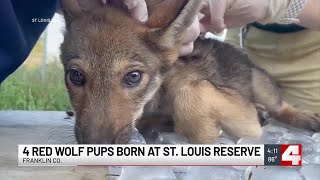 Saint Louis Zoo celebrates birth of 4 red wolves at Wildlife Reserve in Franklin County [upl. by Brok308]