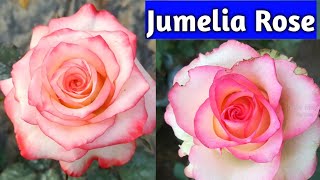 Jumilia Rose  Jumelia Rose Plant  Dutch Rose [upl. by Helprin579]