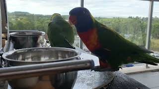 Rainbow Lorikeets in our balcony Campbelltown [upl. by Hoffarth]