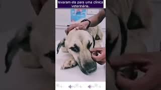 Cachorro Só Tinha Forças Para Abanar o Rabo Para Pedir Ajuda resgatedecachorro cachorro [upl. by Immat103]