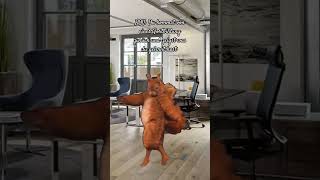 Die Fortbildung ☺️ like funny lustigesmeme follow share dance shortsfeed shortsvideo shorts [upl. by Peer]