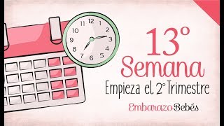 SEMANA 13 de Embarazo  3º Mes  Semana a semana [upl. by Enyale949]