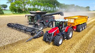 Wheat Harvest 24  NEW MASSEY FERGUSON IDEAL 7  MF 8S 305  NIVU [upl. by Alano]