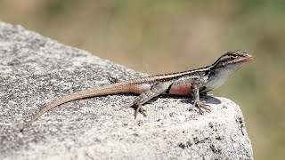 La lagartija escamosa panza rosada​ Sceloporus variabilis [upl. by Dusty]