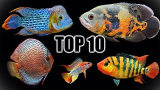 Top 10 Favorite South Americans Cichlids [upl. by Joceline]