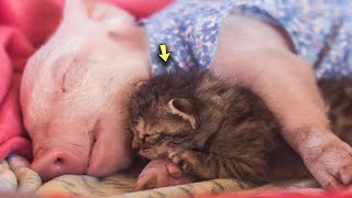 Friends Forever How a Skinny Pig and An Orphaned Kitten Found Each Other At the Vet Clinic [upl. by Glantz]