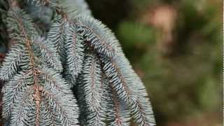 Home and Garden Landscape  Top Five Pine Trees [upl. by Eineeuq]