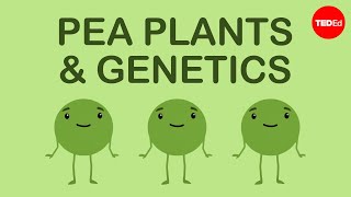 How Mendels pea plants helped us understand genetics  Hortensia Jiménez Díaz [upl. by Towrey]