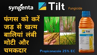 Syngenta Tilt Fungicide  Propiconazole 25 EC  Rust amp Sheath Blight  फंगस से फसल को कैसे नियंत्रण [upl. by Polivy]